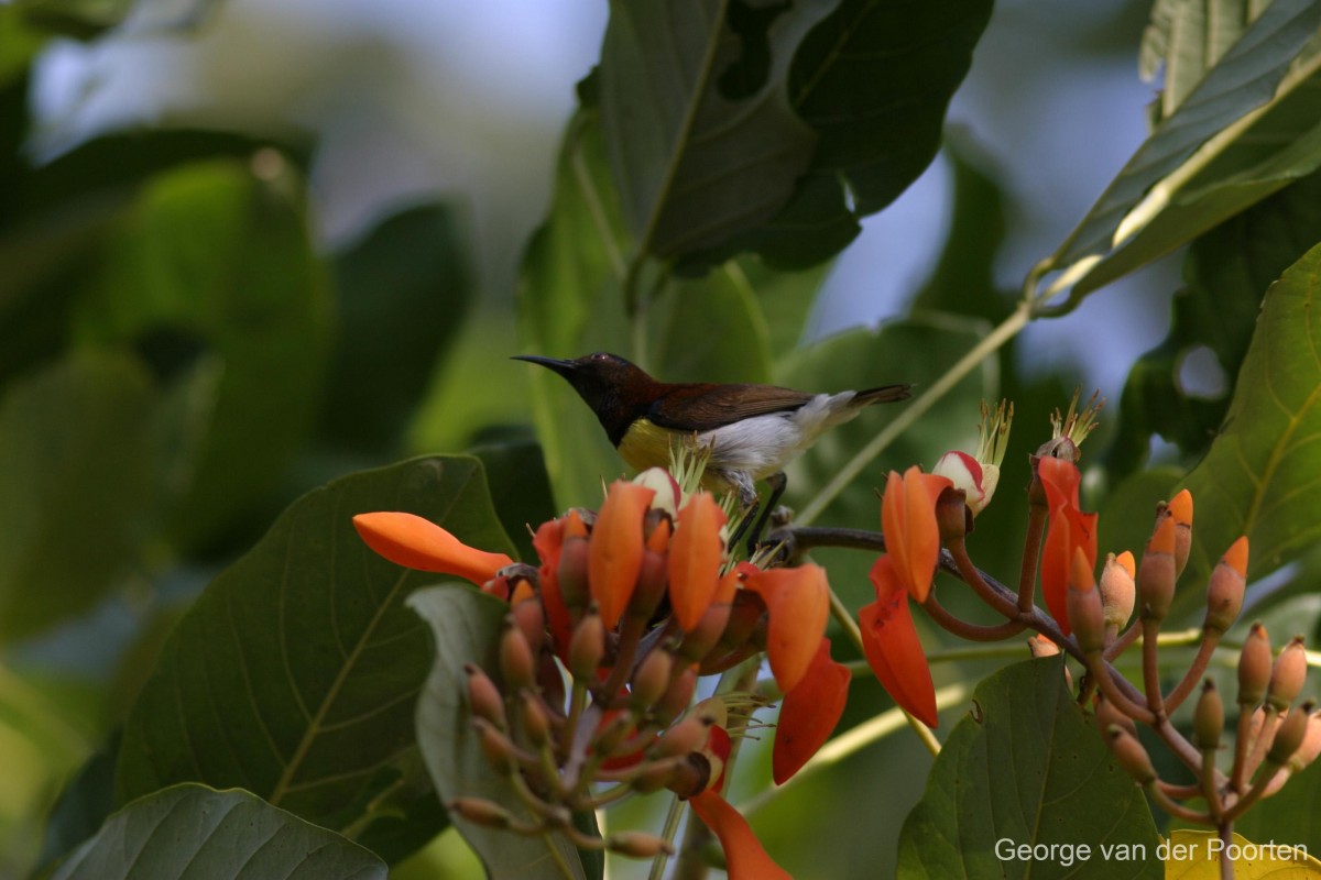 Erythrina fusca Lour.